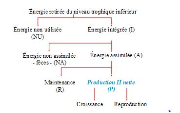 Réseaux d'interactions