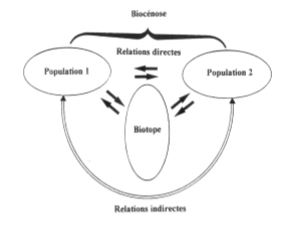 Représentation schématique d'un écosystème