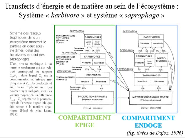 Transfert d'énergie au sein de l'écosystème