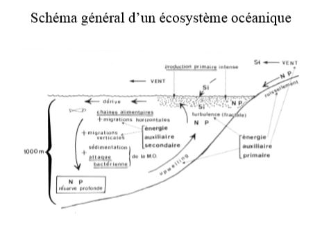 Ecosystème océanique