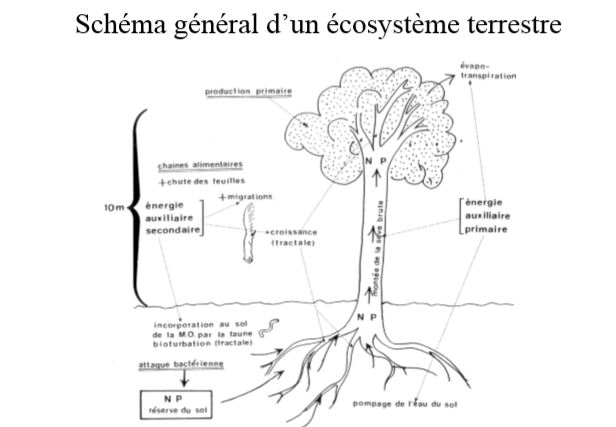 Ecosystème terrestre