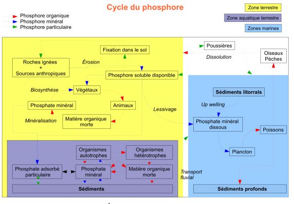 Cycle du phosphore