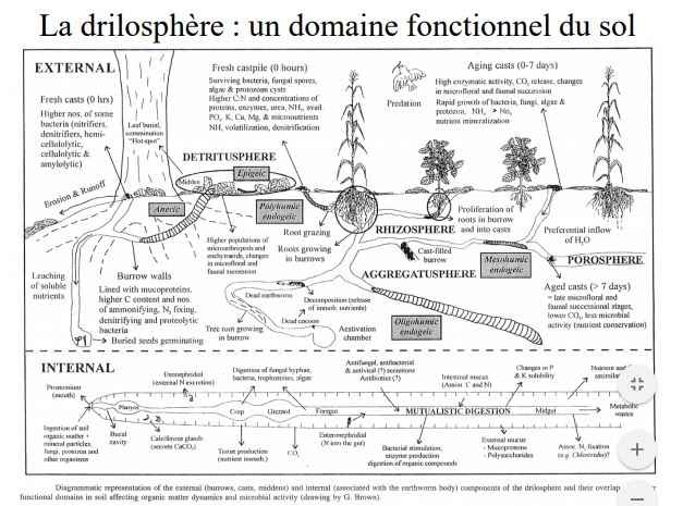 La drilosphère