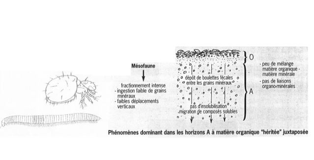 Classification de Jabiol