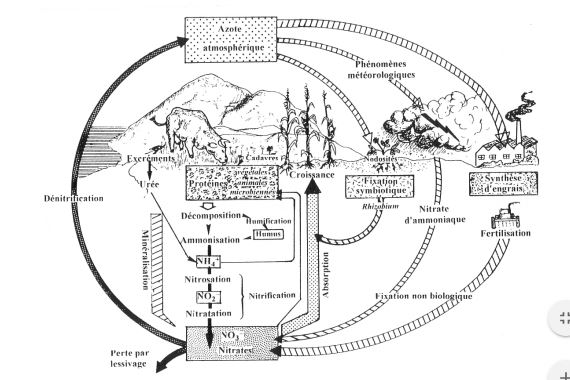 Réservoirs de l'azote