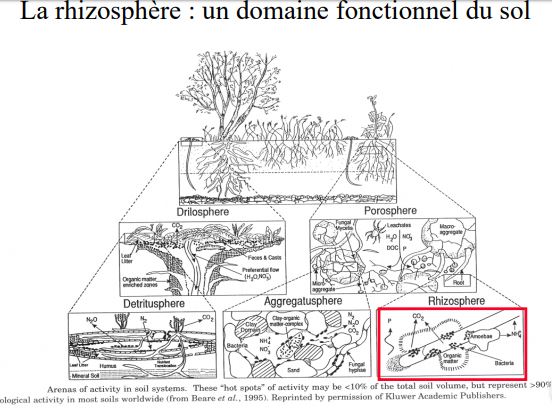 La rhizosphère