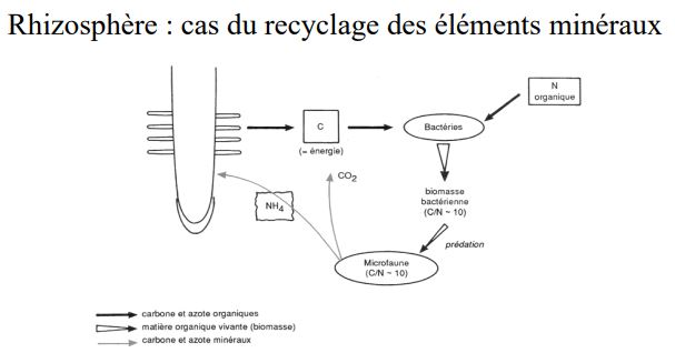 La rhizosphère