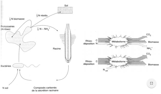 La rhizosphère