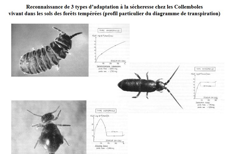 Les trois types d'adaptations des colléoptères