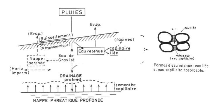 Les états de l'eau dans le sol