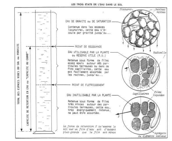 Les trois états de l'eau dans le sol
