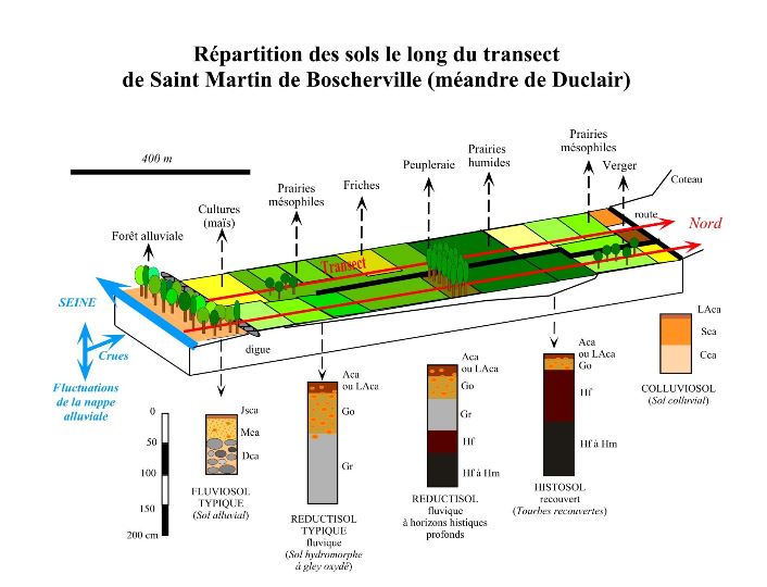 Répartition des sols le long du transect de Saint Martin de Boscherville