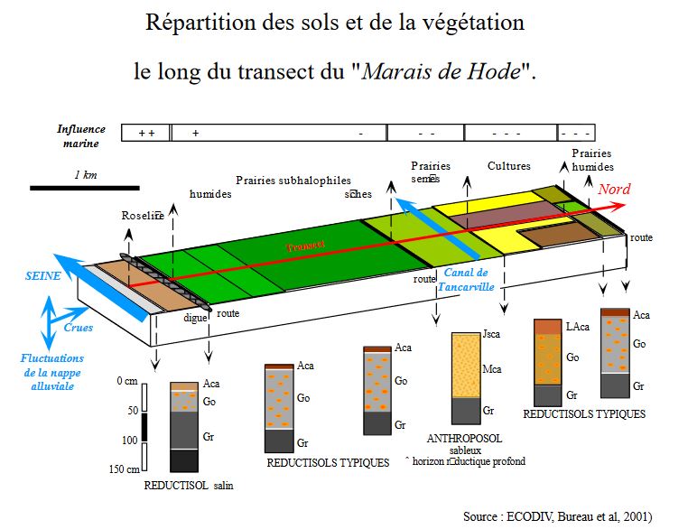 Répartition des sols et de la végétation le long du transect du Marais de Hode