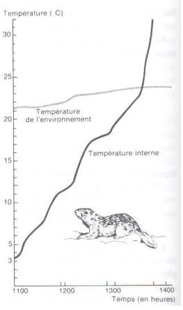 règle de la fourrure