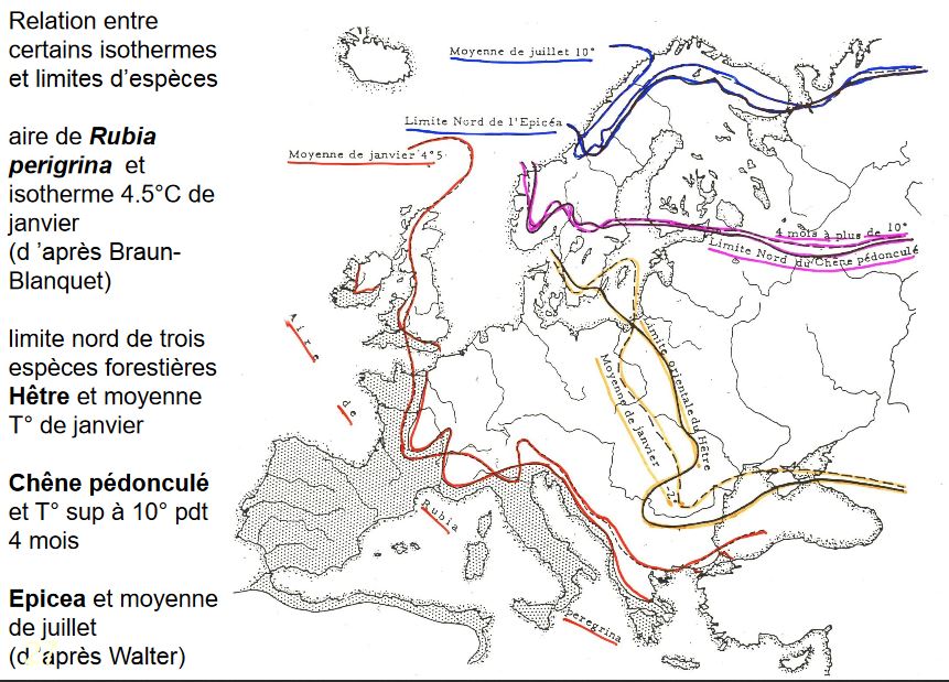 Relation entre certains isothermes et limites d’espèces