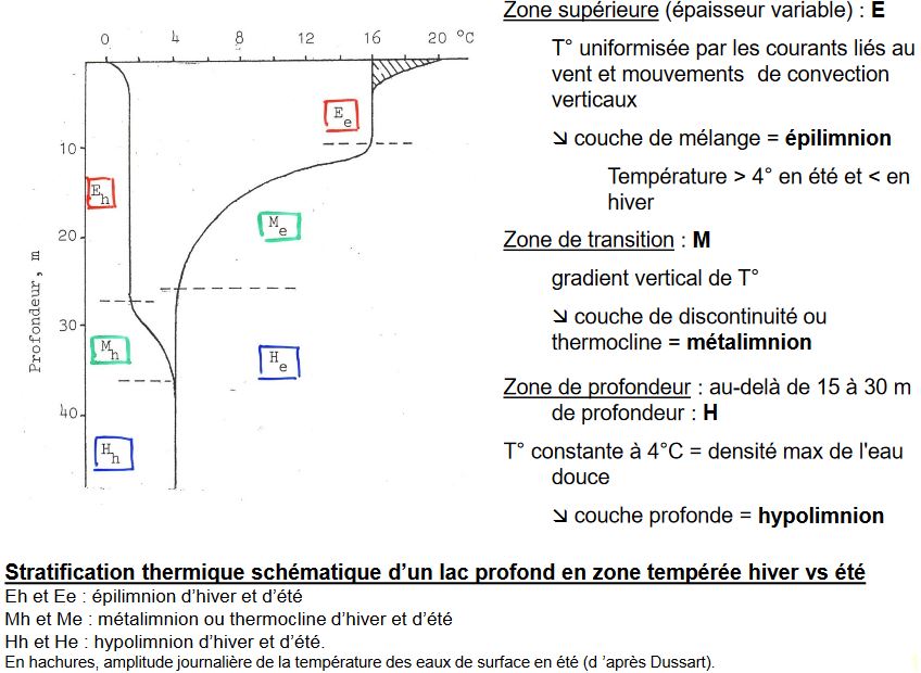 Stratification thermique schématique d’un lac profond en zone tempérée hiver vs été