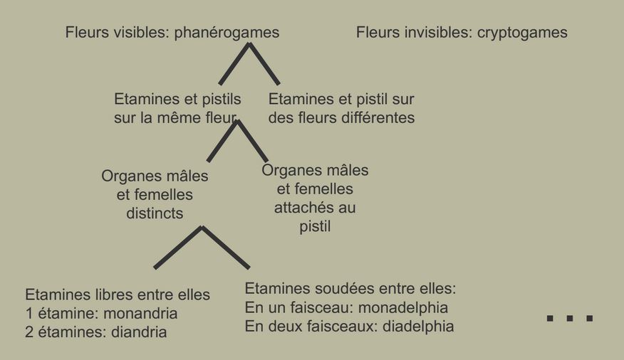 Les systèmes descendants