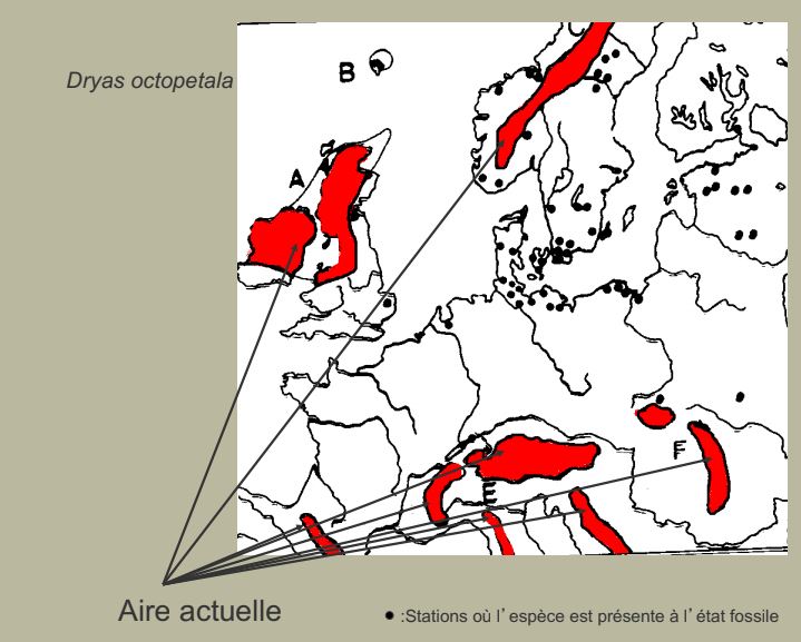 Plante cosmopolite