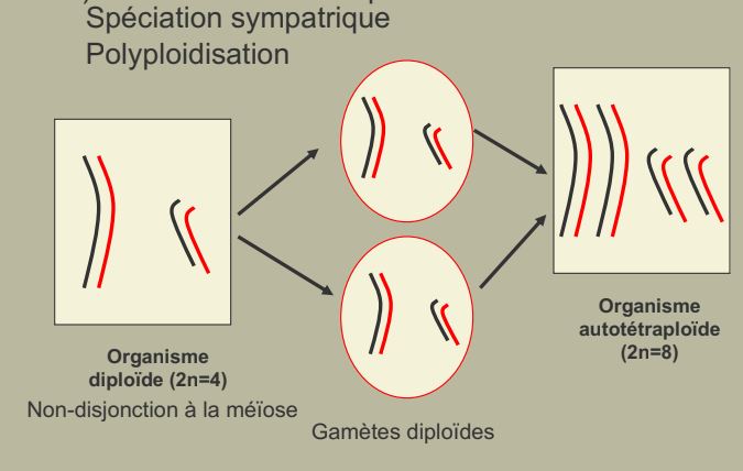 Polyploïdisation