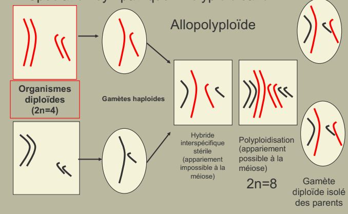 Polyploïdisation