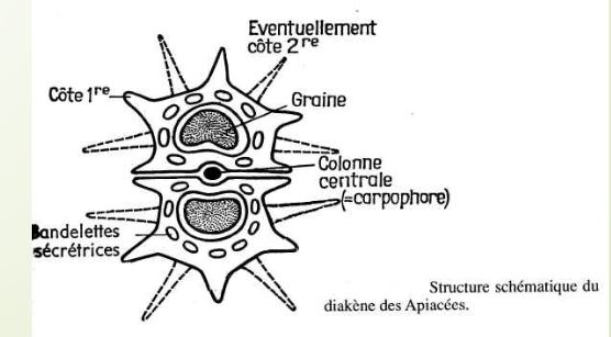 Végétal