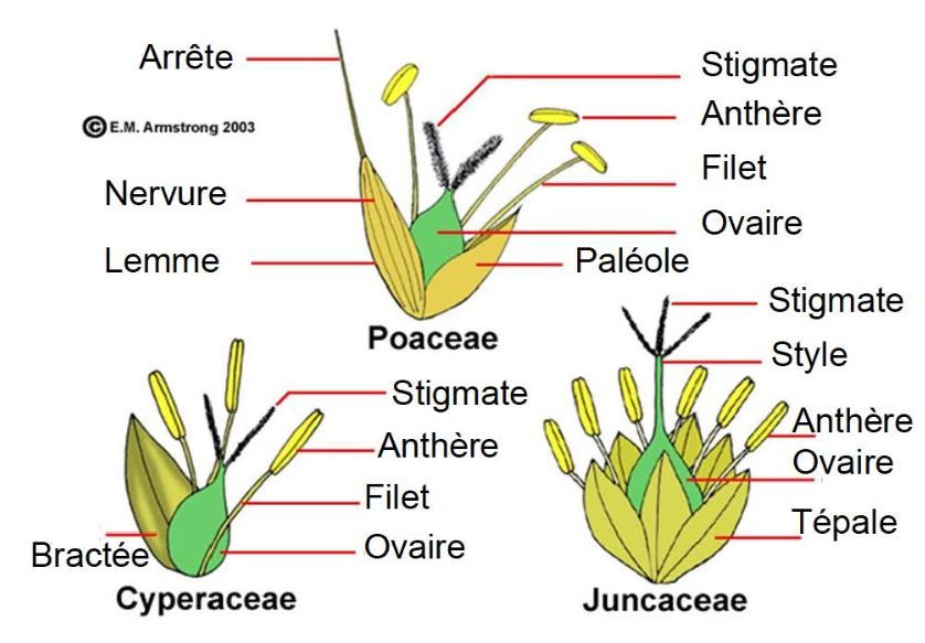 Végétal