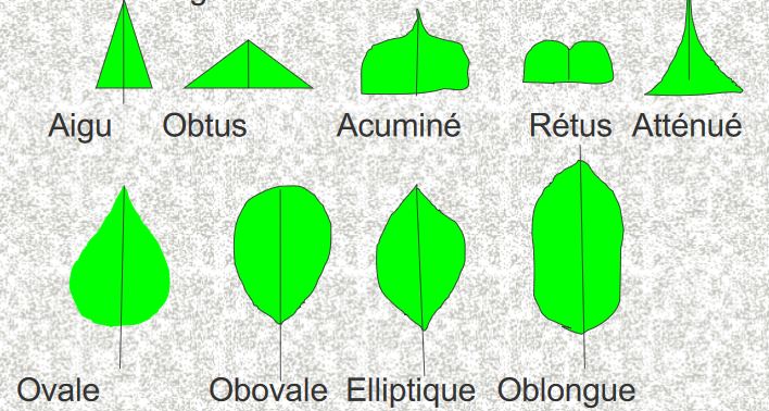 forme du limbe