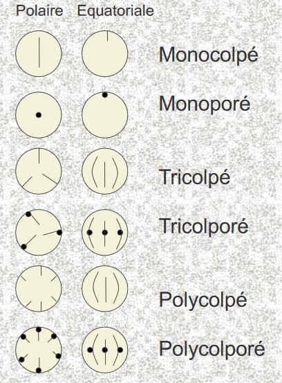 pollens