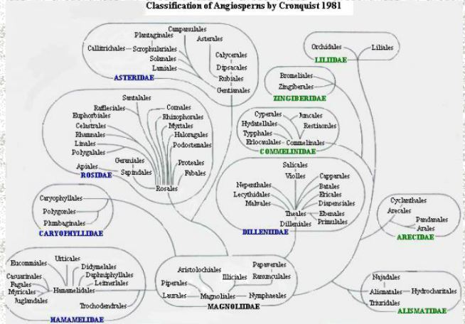 Dernier système sur caractères morphologiques et chimiques