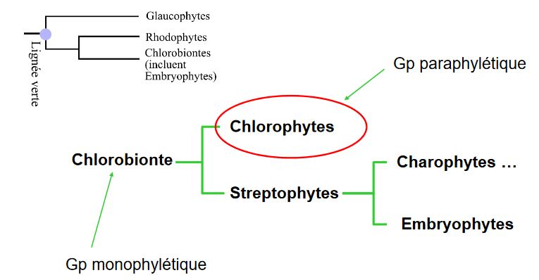 Groupe paraphylétique