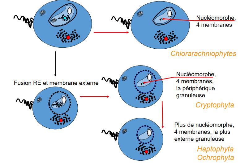 Endosymbiose secondaire