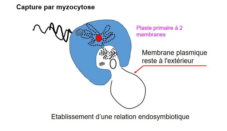 Capture par myzocytose