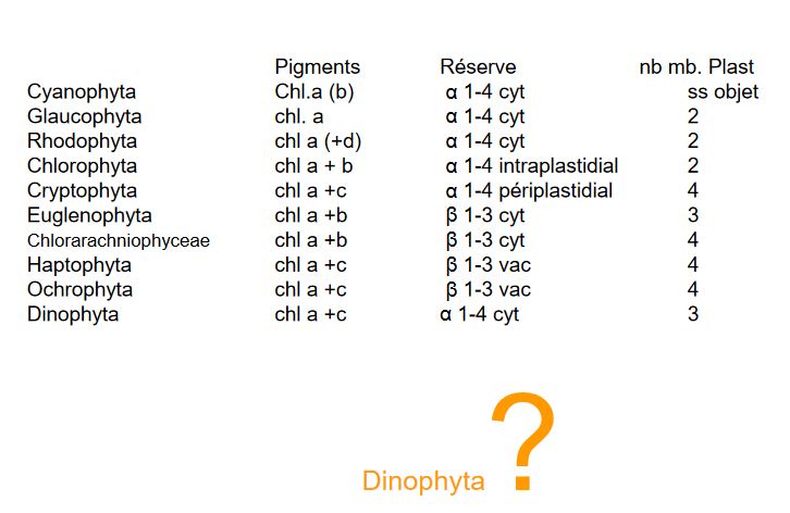 Dinophyta ?