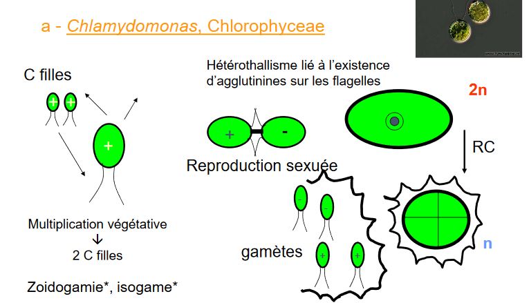 Chlamydomonas, Chlorophyceae