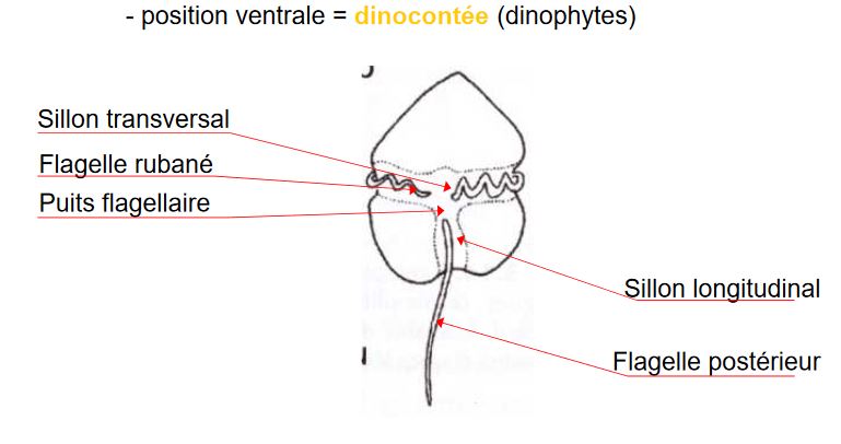 Appareil flagellaire