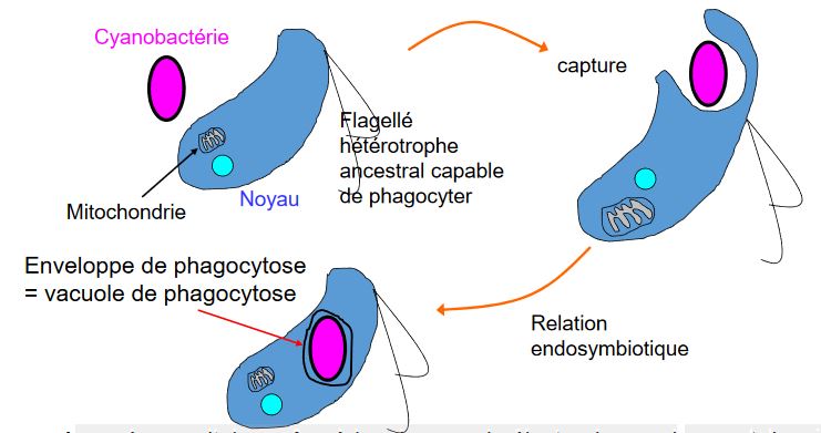 Endosymbiose primaire