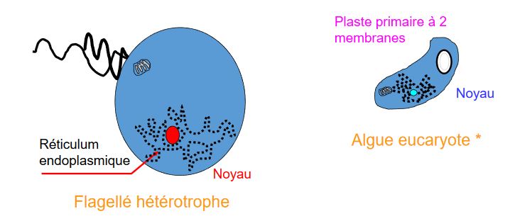 Endosymbiose secondaire