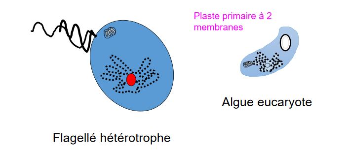 3 membranes