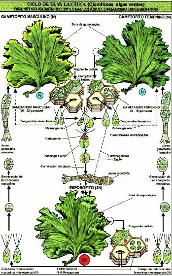 Ulva lactuca