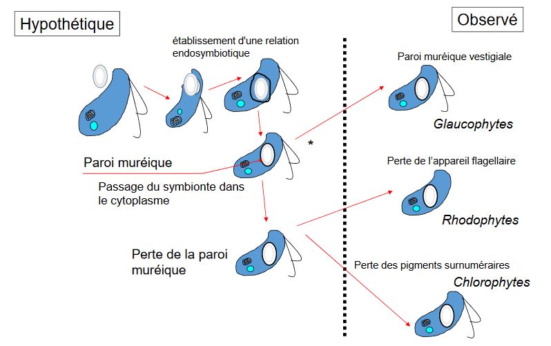 Endosymbiose primaire = explication pour les plastes à deux membranes