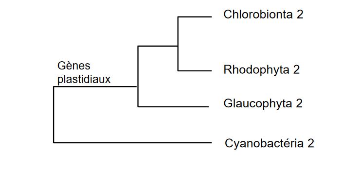 Phylogénie des plastes endosymbiotiques primaires