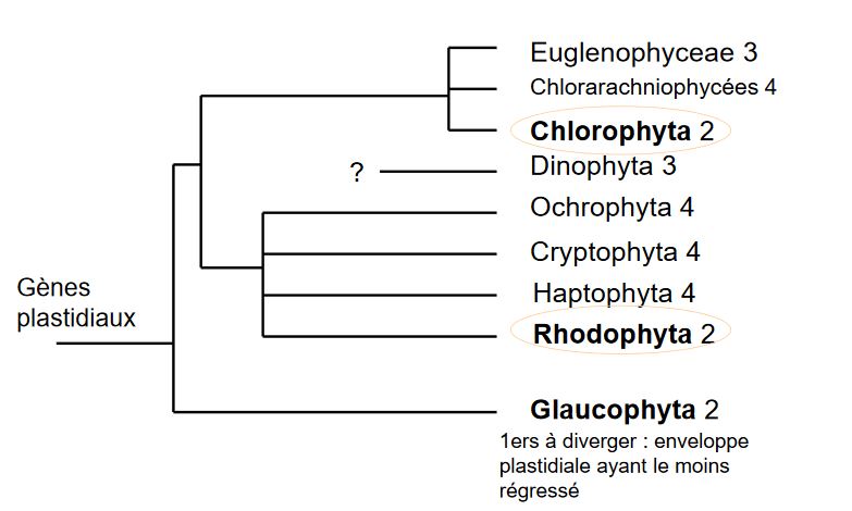 Phylogénie des plastes (séquençage des gènes plastidiaux)
