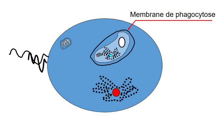 Etablissement d'une relation endosymbiotique