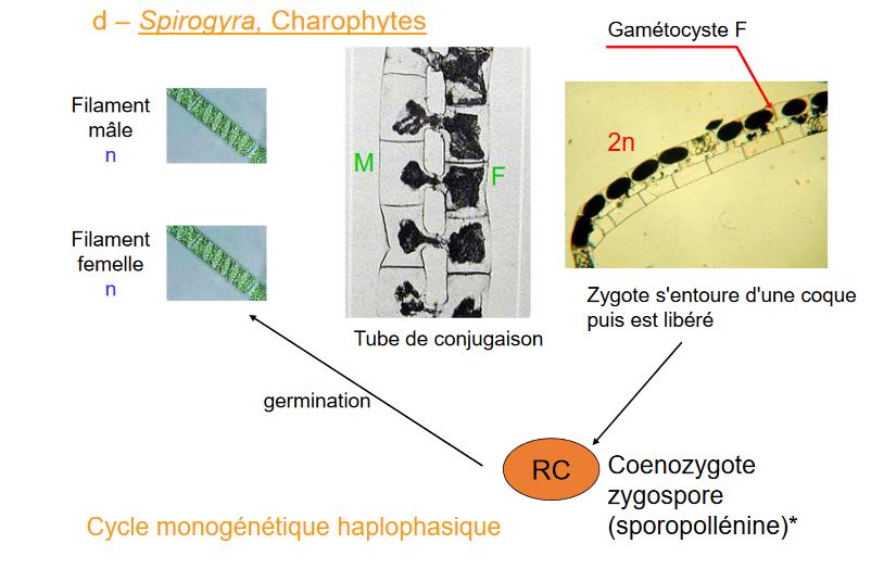 Spirogyra