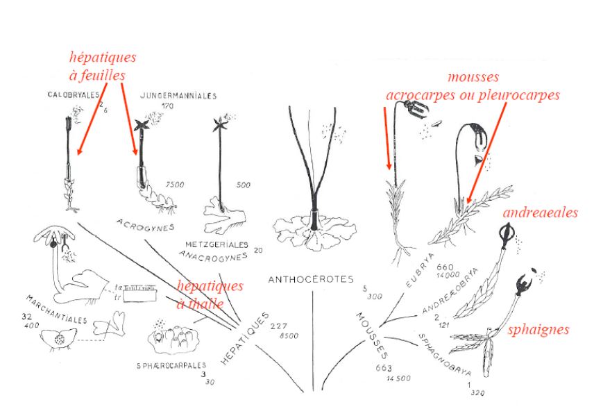 L'ensemble des Bryophytes