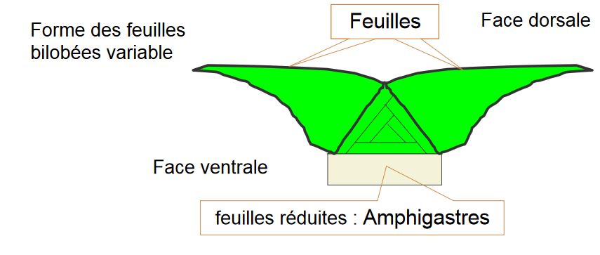 Formations différentes Jungermaniales