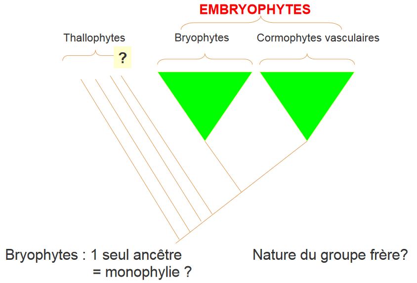 hypothèse emplacement des groupes