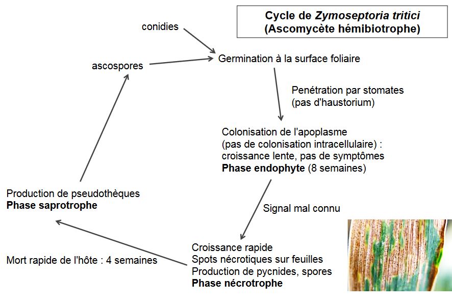 Cycle des Necrotrophes