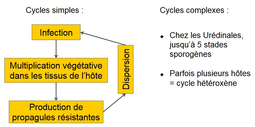 Cycle bio des chapignons pathogènes