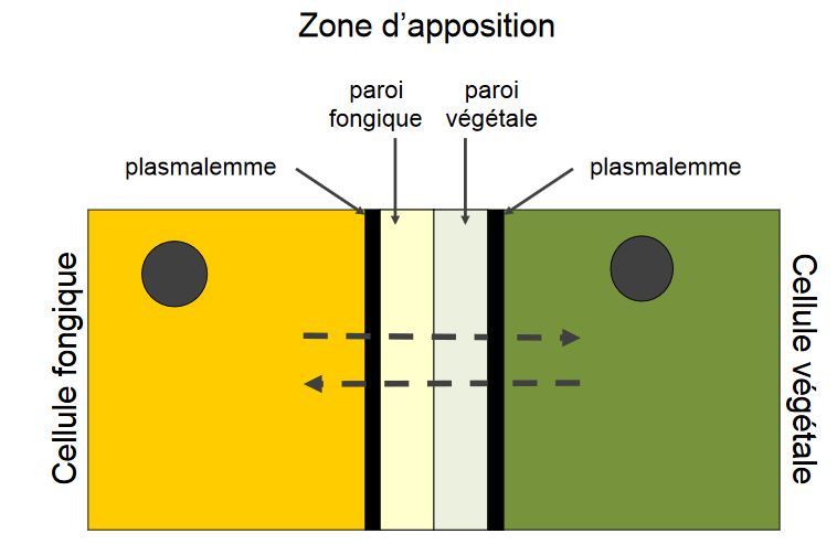 zone d'apposition